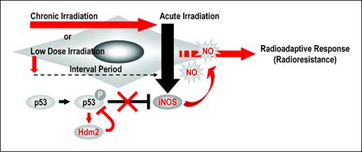 Figure 6. Possible model of the signaling pathways involved in the radioadaptive response. Radioresistance seems to be induced by the radiation-induced NO radicals at extremely low concentrations because irradiation at a low dose or at a low-dose rate followed by an irradiation at a high-dose rate induced iNOS through the activation of Hdm2 during the low-dose or low-dose rate irradiation, which suppressed the accumulation and activation of p53.
