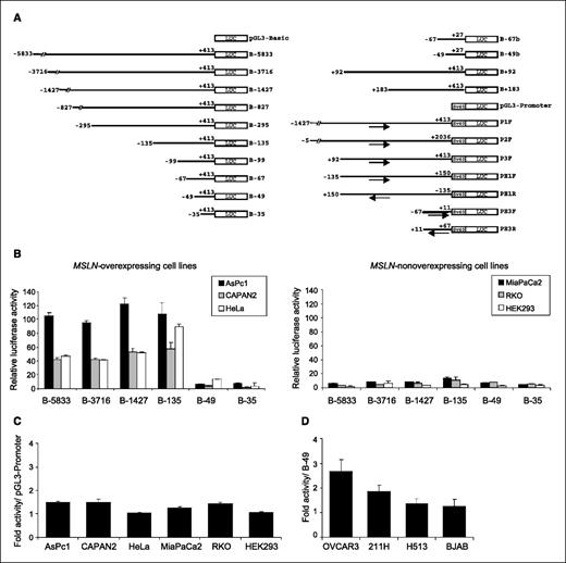 Figure 2. Transcriptional regulation of MSLN overexpression. A, reporter constructs from vectors pGL3-Basic and pGL3-Promoter, engineered regions shown. Lines, MSLN gene fragments, numbered relative to transcriptional start site (+1). SV40, SV40 minimal promoter; LUC, luciferase gene. Construct labels are given to the right of the luciferase element. Arrows, orientation of the fragments within the vector. B, reporter activity of indicated constructs in MSLN-expressing and MSLN-nonexpressing cell lines. AsPc1, CAPAN2, and HeLa cells have high reporter activity originating in the region between −135 and −49 bp, whereas this activity is absent in MiaPaCa2, RKO, and HEK293 cells. Activities relative to that of vector pGL3-Basic are presented. C, the region downstream from the transcriptional start site, including intron 1 inserted in pGL3-Promoter, does not have enhancer activity (construct P2F). D, cell lines derived from tissues having expression of MSLN in the nonneoplastic state have very little or no enhancer activity of the region −135/−49. Activities of the construct B-135 relative to B-49 are presented. Columns, average data from two to six experiments done in duplicates; bars, SEM. 