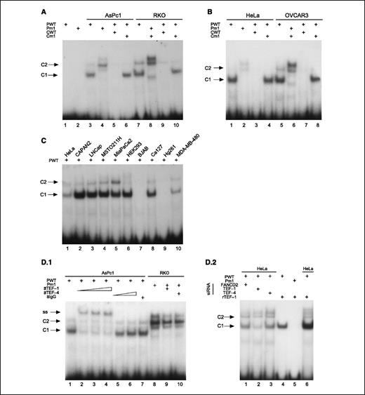 Figure 5. Binding of TEF-1 to site 1 in vitro. EMSAs used nuclear extracts from various cell lines. The constituents of the reaction assayed in each lane are depicted above the gel. PWT, probe wild-type; Pm1, probe mutated in site 1; CWT, competitor wild-type; Cm1, competitor mutated in site 1. A, lane 3, a specific retarded band termed complex 1 (C1) was present when nuclear extracts of AsPc1 were incubated with an oligonucleotide corresponding to the enhancer element; lane 4, this complex did not form when site 1 was mutated. It was outcompeted by a 100-fold molar excess of unlabeled wild-type probe (lane 5) but not site 1–mutated probe (lane 6). Lanes 7 to 10, the same pattern was observed in RKO cells. B, replication in HeLa (lanes 1–4) and OVCAR3 (lanes 5–8) cells gave the same results. C, the specific complex 1 was present in various cell lines irrespective of MSLN expression and required TEF-1. MSLN-expressing cell lines HeLa, CAPAN2, and MSTO-211H (lanes 1, 2, and 4) and MSLN-nonexpressing cell lines LNCaP (prostate cancer), MiaPaCa2, HEK293, BJAB, Cal27 (oral squamous cell cancer), HG261, and MDA-MB-480 (breast cancer; lanes 3, 5, 6, 7, 8, 9, and 10) all formed complex 1. Complex 1 failed to form in the cell line having no expression of TEF-1 (BJAB) and in the noncancerous cell line HG261. D.1, complex 1 was supershifted (SS) by increasing concentrations of TEF-1 antibody (1, 2, and 5 μg; lanes 2–4, āTEF-1) but was not supershifted by increasing concentration of TEF-4 antibody (1.5 μg; lanes 5 and 6, āTEF-4) or control mouse IgG (2 μg; lane 7, āIgG). Lanes 8 to 10, the nonspecific complex 2 (C2) was not shifted by any of the antibodies (2 μg). D.2, lanes 1 to 3, in HeLa cells, complex 1 was reduced on siRNA knockdown of TEF-1 (T1a used) but not TEF-4 or FANCD2; lanes 4 and 5, recombinant TEF-1 protein formed a retarded band that comigrated with complex 1 using a wild-type but not a mutated MCAT probe; lane 6, native complex 1 was enhanced by recombinant TEF-1.