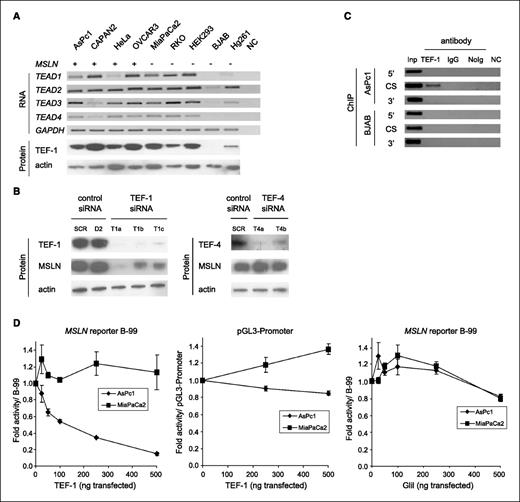 Figure 6. TEF-1 was required but not sufficient for MSLN cancer-specific expression. A, the members of the TEF family of transcription factors are widely expressed in cancer cell lines, and their expression does not correspond to expression of MSLN (compare with Fig. 1D). Left, gene and type of assay. GAPDH and actin were used as loading controls. B, down-regulation of TEF-1 was achieved by three nonoverlapping siRNAs (T1a, T1b, and T1c) and resulted in reduction of MSLN protein expression in HeLa cells. Scrambled siRNA (SCR) and siRNA directed against an irrelevant gene FANCD2 (D2) were used as negative controls. Down-regulation of TEF-4 (T4a and T4b) did not result in reduction of MSLN protein expression in HeLa cells. C, ChIP with a TEF-1 antibody (10 μg) resulted in amplification of a sequence containing the CanScript sequence (CS) in AsPc1 cells but not in TEF-1–nonexpressing BJAB cells. Immunoprecipitations serving as negative controls were done with normal mouse IgG and without antibody (NoIg) or used sequences immediately upstream (5′) and downstream (3′) of the CanScript sequence. Representative results of at least two independent immunoprecipitation experiments and multiple independent PCR analyses are shown. Inp, a constant fraction of the input; NC, control lacking template DNA. D, squelching in AsPc1 and MiaPaCa2. Left, exogenous TEF-1 expression caused a decrease in activity of the MSLN enhancer-containing reporter B-99 in MSLN-expressing cell line AsPc1 but not in MSLN-nonexpressing cell line MiaPaCa2. Much smaller effects were seen when the parental reporter containing the SV40 promoter, pGL3-Promoter, was used (middle) or the irrelevant protein Gli1 was expressed (right).