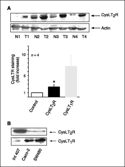 Figure 1. Expression of CysLT1R and CysLT2R in colon tumors and in intestinal epithelial cell lines. A, Western blot showing the protein expression of CysLT2R in four fresh matched normal colon/tumor pairs. Cell lysates were separated via SDS-PAGE and immunoblotted with the CysLT2R antibody and actin as a loading control (CysLT1R data inserted as comparison; ref. 25). B, cell lysates from cell lines Int 407, Caco-2, and SW480 were separated via SDS-PAGE and immunoblotted with antibodies specific for CysLT1R or CysLT2R (diluted 1:500). Representative blots from four separate experiments. *, P < 0.05, fresh normal tissue versus tumor tissue (unpaired Student's t test).