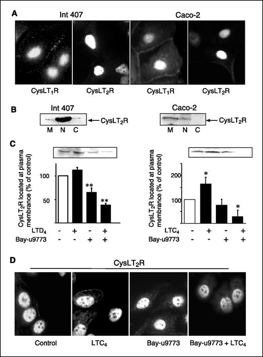 Figure 2. Subcellular localization of CysLT2R in intestinal epithelial cells. A, Int 407 cells and Caco-2 cells were grown on coverslips until ∼75% confluence, fixed with 4% paraformaldehyde, and immunostained for either CysLT1R or CysLT2R antibodies. The coverslips were mounted on glass slides and images taken with a Nikon Eclipse 800 microscope using a PlanApo 60× objective. B, Int 407 and Caco-2 cells were fractionated into membrane (M), cytosol (C), and nuclear fractions (N) as described in Materials and Methods. The samples were then subjected to SDS-PAGE and immunoblotted with a specific CysLT2R antibody (diluted 1:500). C, translocation of CysLT2R to the plasma membrane after LTD4 or LTC4 stimulation and/or pretreatment with the CysLT2R antagonist Bay-u9773. D, immunofluorescence showing translocation of endogenous CysLT2R to the plasma membrane in Int 407 cells after LTC4 stimulation and/or pretreatment with Bay-u9773. *, P < 0.05; **, P < 0.01, treated versus untreated cells (unpaired Student's t test). Representative blots from at least three independent experiments.