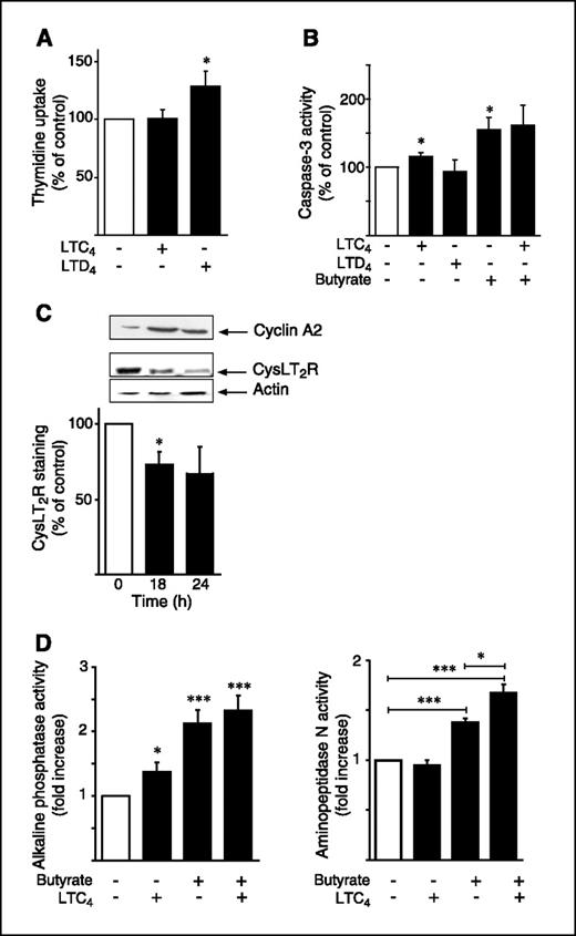 Figure 5. The CysLT2R is not involved in proliferation but is involved in differentiation of Caco-2 cells. A, Caco-2 cells were incubated with LTD4 or LTC4 for 24 h in serum-free medium. To enable determination of proliferation by thymidine uptake, [methyl-3H]thymidine (0.5 μCi/well) was added to the wells during the stimulation. The lysates were mixed with scintillation liquid and a LKB Wallac 1209 Rack Beta counter was used to determine the radioactivity. B, cells were stimulated for 48 h with 5 mmol/L NaBT, 40 nmol/L LTD4, or 40 nmol/L LTC4. Caspase-3 activity was assessed by measuring the fluorescence at excitation 390 nm and emission 460 nm after the addition of fluorometric substrate (Ac-Asp-Glu-Val-Asp-7-amino-4-methylcoumarin). C, cells were incubated for 24 h in serum-free medium, followed by 0, 18, or 24 h in complete medium. The cell lysates were separated by SDS-PAGE and immunoblotted with specific CysLT2R, cyclin A2, or actin antibodies. D, alkaline phosphatase and aminopeptidase N activity assays were used to determine differentiation of Caco-2 cells. Cells were treated with 2 mmol/L NaBT and/or 40 nmol/L LTC4 for 72 h. The alkaline phosphatase activity was determined by measuring the absorbance at 405 nm due to formation of p-nitrophenol. Aminopeptidase N activity was measured by absorbance at 405 nm due to hydrolyzed para-nitroanilin. Representative blots from at least three independent experiments in C. *, P < 0.05; ***, P < 0.001, between untreated cells and treated cells using unpaired Student's t test.