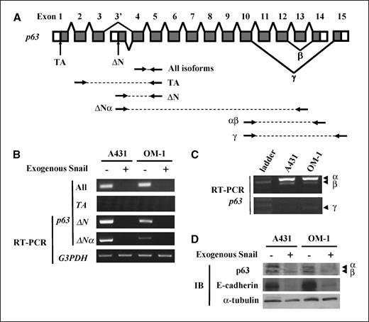 Figure 1. Down-regulation of p63 by exogenous Snail. A, p63 gene structure. Arrows, primers for RT-PCR amplification specific for isoforms/variants. B, expression of p63 isoforms with or without exogenous Snail in SCC cells. C, COOH-terminal exon usage of p63 in SCC cells. D, immunoblotting (IB) with indicated antibodies. Anti-p63 antibody was specific for ΔNp63, which recognized both α and β form.