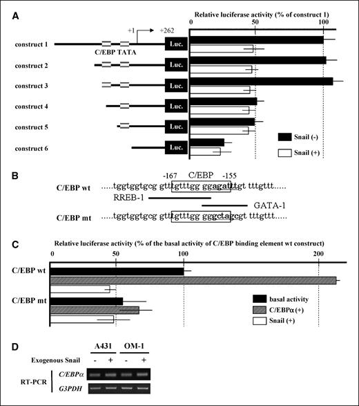 Figure 2. Suppression of C/EBPα-dependent ΔNp63 promoter activity by Snail. A, luciferase reporter gene analysis of the ΔNp63 promoter region (construct 1 to 6 include the ΔNp63 promoter sequence between nucleotide −558 and +262, nucleotide −203 and +262, nucleotide −167 and +262, nucleotide −160 and +262, nucleotide −115 and +262, and nucleotide −44 and +262, respectively). A431 cells were transiently cotransfected with 4 μg of ΔNp63 reporter constructs, 1 ng of phRL-CMV, and a Snail expression vector (Snail (+)) or empty vector (Snail (−)). X axis was defined using the following formula: X = ratio (Firefly luciferase units/Renilla luciferase units) in a given assay divided by ratio (Firefly luciferase units/Renilla luciferase units) in the assay using construct 1. B, putative RREB-1, C/EBP, and GATA-1 binding sites are located at nucleotide −171 to −159, nucleotide −167 to −155, and nucleotide −160 to −151 in the ΔNp63 promoter region, respectively. The C/EBP mt was mutated between nucleotide −157 and −153, which was introduced in the construct 1. wt, wild-type. C, A431 cells were cotransfected with 4 μg of the construct 1 (C/EBP wt) or the C/EBP mt and 1 ng of phRL-CMV. Either empty pcDNA3 (basal activity), pcDNA3.1_C/EBPα His/V5 (C/EBPα (+)), or pcDNA3-mm SnailHA (Snail (+)) was further transfected. X axis, reporter gene activities as in A. D, semiquantitative RT-PCR for C/EBPα with or without exogenous Snail in SCC cells.