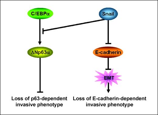 Figure 6. Snail-mediated regulations of the invasiveness in SCC cells. Snail down-regulates ΔNp63α via suppression of the C/EBPα-dependent transcription, leading to acquisition of an invasive phenotype, in parallel with down-regulation to E-cadherin. Arrow line, promotive activities; bar-headed line, suppressive activities.