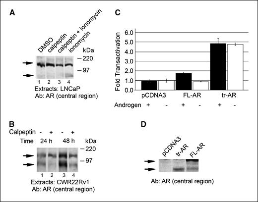 Figure 2. In vivo inhibition of activation of calpain activity. A, treatment of LNCaP cells with ionomycin promotes proteolysis of the AR to the truncated isoform. B, treatment of CWR22Rv1 cells with 40 μmol/L calpeptin for 24 or 48 h reduces the expression of the tr-AR. C, the tr-AR efficiently transactivates transcription of the androgen-responsive PSA promoter. PC3 cells were plated (1.0 × 105 cells/35-mm dish), propagated in control or androgen-depleted media, and transfected with PSA-luciferase 0.03 (μg), 0.050 μg of FL-AR, tr-AR, or vector pcDNA3, and 0.020 μg of the CMV-β-galactosidase plasmids. In the absence of androgens, the tr-AR is ∼8-fold more effective than the FL-AR in transactivating transcription. Columns, fold transactivation; bars, SE. D, a Western blot analysis of cells transfected with the control pCDNA3, tr-AR, or FL-AR plasmid along with the luciferase expression plasmid and CMV-β-galactosidase plasmids shows the expression levels of the tr-AR and FL-AR. Loading was normalized to β-galactosidase activity.