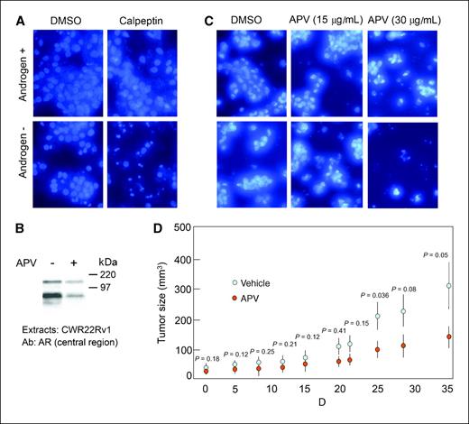 Figure 4. Treatment of Rv1 cells with calpain inhibitors in the absence of androgens promotes apoptosis. A, Rv1 cells were propagated in the absence or presence of androgens and treated with DMSO or calpeptin (40 μmol/L) for 72 h. After fixation, cells were stained with DAPI and fluorescence microscopy was used to detect chromatin condensation and pyknotic nuclei. B, treatment of Rv1 cells with 30 μg/mL amprenavir (APV; 48 h) reduced the expression of tr-AR. C, Rv1 cells growing in the presence or absence of androgen were treated with 15 or 30 μg/mL amprenavir or DMSO for 72 h. DAPI staining was used to detect apoptotic cells. D, amprenavir treatment retards the androgen-independent growth of Rv1 xenografts in mice. Rv1 tumors were established in nude athymic mice as described previously. Tumor-bearing mice were randomly assigned to control (8 animals) or experimental (7 animals) groups. When tumors were measurable (∼10 d), mice were treated daily with amprenavir (160 mg/kg; 4 mg/25 g mouse, 100 μL) or vehicle (peanut oil) by esophageal gavage. Tumor sizes were measured with digital calipers and volumes were calculated using the formula: tumor volume (mm3) = width × length × height × 0.5236. Results are presented as mean tumor volume for each group at each time point. Red, amprenavir treatment; blue, control. Points, tumor size; bars, SE.
