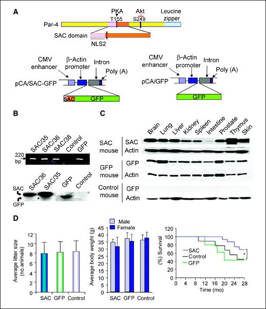 Figure 1. SAC transgenic mice ubiquitously express the SAC-GFP transgene and show normal fertility, viability, and aging. A, diagrammatic illustration of the various domains of Par-4 (amino acids 1–332) and its SAC domain (amino acids 137–195; top). The PKA phosphorylation site and nuclear localization signal (NLS), within the SAC domain, are shown. The Akt phosphorylation site is located outside the SAC domain, rendering SAC resistant to inhibition by activated Akt in tumors (11). The pCA construct, which contains the chicken β-actin promoter and CMV enhancer, was used to subclone SAC-GFP or GFP cDNA (bottom). Poly(A), polyadenylic acid. B, DNA from the tail of SAC transgenic mice, GFP transgenic mice, and nontransgenic littermates of SAC-GFP mice (Control) was subjected to PCR genotyping to identify the corresponding transgene (top). SAC/35, SAC/36, and SAC/38 are three different founders carrying the SAC transgene. Genomic DNA extracted from the liver of the transgenic animals was analyzed by Southern blot analysis (bottom) as described in Materials and Methods. Note the presence of the expected bands (arrows, corresponding to the transgenes) in the SAC and GFP transgenic animals, but not in littermate control animals. Another (relatively weaker) band is seen in the SAC/35 lane (*) but not in the SAC/36 lane. C, whole-cell lysates prepared from various tissues were subjected to Western blot analysis by using the GFP antibody to detect SAC-GFP or GFP, followed by β-actin antibody for loading control. D, columns, average litter size (based on n = 32 total litters examined in each group; left) and average body weights (based on n = 20 mice at 6 mo; middle) are shown for the indicated crosses; bars, SD. Cohorts of transgenic and littermate control animals (n = 28) were followed for a period of 28 mo, and a Kaplan-Meier plot for survival is shown (right). The longer survival of the SAC-expressing mice compared with the littermate control mice or GFP transgenic mice was statistically significant (*P < 0.01).