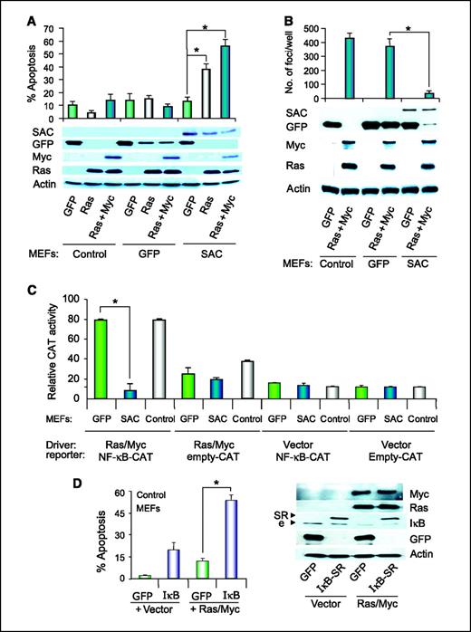 Figure 2. MEFs from SAC transgenic animals are highly susceptible to apoptosis but resistant to in vitro transformation by oncogenes. A, MEFs (third passage) from SAC or GFP transgenic animals or from nontransgenic littermates of SAC-GFP (control) animals were transiently transfected with plasmid expression constructs for oncogenic Ras, c-Myc, or GFP, as indicated, and the cells were scored for apoptosis after 24 h (top). Expression of the constructs was confirmed by Western blot analysis (bottom). The increase in apoptosis in MEFs from SAC transgenic mice (with either oncogenic Ras or Ras plus Myc) relative to MEFs from either GFP transgenic mice or littermate control mice (with oncogenic Ras or Ras plus Myc) was statistically significant (*, P < 0.001). B, MEFs (third passage) from SAC or GFP transgenic animals or from the littermate control animals were transduced with adenoviral expression constructs for oncogenic Ras, c-Myc, or GFP, as indicated. Equal numbers of the infected cells were plated, and transformed colonies (foci) were scored (top). Expression of the constructs was confirmed by Western blot analysis (bottom). The decrease in the number of foci observed in oncogenic Ras plus c-Myc MEFs derived from SAC transgenic mice relative to the number of foci in MEFs from GFP transgenic mice (or littermate control mice) was statistically significant (*, P < 0.001). C, MEFs derived from the indicated transgenic mice were cotransfected with NF-κB-CAT reporter or pGL3-CAT reporter (control) and β-galactosidase expression construct to normalize CAT activity. Four hours later, the cells were transduced with adenoviral expression constructs for oncogenic Ras and c-Myc or vector (control). The cell lysates were collected after 16 h and examined for CAT or β-galactosidase activity. Relative CAT activity normalized with respect to corresponding β-galactosidase activity. Relative to MEFs from GFP transgenic mice, MEFs from SAC transgenic mice inhibited Ras/Myc–inducible NF-κB activity (*, P < 0.001). D, MEFs (third passage) from littermate control animals were transduced with adenoviral expression constructs for oncogenic Ras, c-Myc, IκB-SR, GFP, or pCB6+ vector as indicated, and the cells were scored for apoptosis after 24 h (left). Expression of the constructs was confirmed by Western blot analysis (right). Relative to GFP, IκB-SR significantly inhibited Ras/Myc–inducible NF-κB activity (*, P < 0.001).