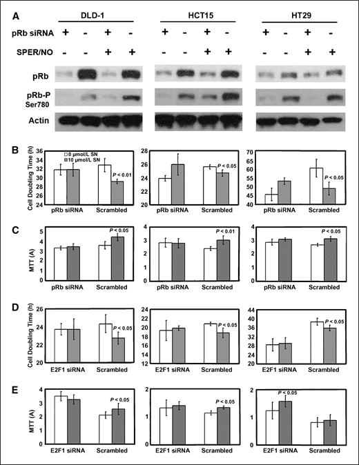 Figure 3. NO-mediated cell proliferation is pRb and E2F1 dependent. A, Western blots of pRb siRNA–transfected human colon cancer cell lines. pRb siRNA successfully lowered pRb protein levels. B, cell doubling time (h) in pRb siRNA–transfected and control siRNA–transfected colon cancer cells. C, MTT assay in pRb siRNA–transfected and control siRNA–transfected colon cancer cells. D, cell doubling time (h) in E2F1 siRNA–transfected and control siRNA–transfected colon cancer cells. E, MTT assay in E2F1 siRNA–transfected and control siRNA–transfected colon cancer cells. In most cases, SPER/NO, at concentrations consistent with that which occurs in colitis, stimulated colon cancer cell proliferation in control siRNA–treated cells but in neither pRb siRNA–transfected nor E2F1 siRNA–transfected cells.
