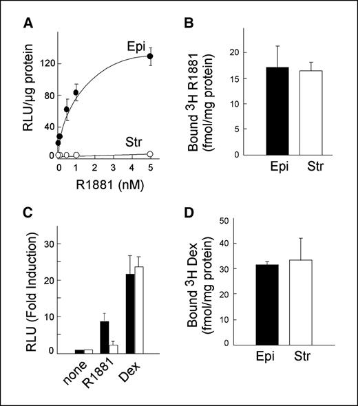 Figure 2. A, AR-mediated transcriptional in epithelial and stromal cells. Isolated epithelial (Epi) and stromal (Str) cells were infected with Ad-MMTV-Luc reporter expression vector in the presence of increasing concentrations of R1881. The relative luciferase activity in the epithelial (•) and stromal (○) cells was determined. B, levels of androgen-binding activities of AR were determined using hormone-binding assays in whole cells. Stromal (white columns) and epithelial (black columns) cells were incubated in media containing 1 nmol/L [3H]R1881 (specific activity = 85 Ci/mmol) in the absence and presence of 200 nmol/L excess of unlabeled R1881. The specific hormone binding activity was determined by subtracting the nonspecific (200 nmol/L excess unlabeled R1881) from the total [3H]R1881 binding and the amount of receptors expressed in fmol/mg of protein. C, AR and GR-mediated transcriptional activity. Human prostate epithelial (black columns) and stromal (white columns) cells were isolated and infected with Ad-MMTV-Luc reporter expression vector in the absence (none) or presence of 10 nmol/L R1881 or dexamethasone (Dex) and relative luciferase activity determined. D, levels of glucocorticoid-binding activities of GR were determined using hormone-binding assays in whole cells. Stromal (white columns) and epithelial (black columns) cells were incubated in media containing 1 nmol/L [3H]dexamethasone (specific activity = 85 Ci/mmol) in the absence and presence of 200 nmol/L excess of unlabeled dexamethasone, and the specific hormone binding activity was determined as above.