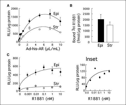 Figure 3. Functional characterization of Ad-his-AR in prostatic cells. A, transcription activity mediated by Ad-his-AR stromal (white columns) and epithelial (black columns) cells maintained in dextran/charcoal–treated serum-containing media for 36 h were infected with Ad-MMTV-Luc reporter and increasing concentrations of Ad-his-AR virus (stock: 1 × 1012 particles per mL). Relative luciferase activity was determined in the absence (none) or presence of 5 nmol/L R1881 (R1881). B, ligand binding of Ad-his-AR. The relative [3H]R1881-binding activity of AR in epithelial (white columns) and stromal (black columns) cells infected with Ad-his-AR was determined using hormone-binding assay. The specific hormone binding activity was determined by subtracting the nonspecific (200 nmol/L excess unlabeled R1881) from the total [3H]R1881 binding and the amount of receptors expressed in fmol/mg of protein. C, ligand-dependent transcription activity mediated by Ad-his-AR relative luciferase activity in the epithelial (•) and stromal (○) cells was determined in increasing concentrations of R1881. Points, average of three independent experiments; bars, SE.