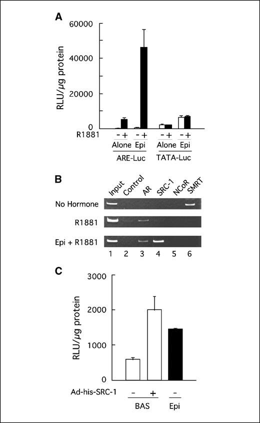 Figure 5. Stromal-epithelial cell interactions modulate coregulator recruitment. A, AR-mediated transcription activity in stromal cells in coculture primary cultures of stromal cells were coinfected with adenovirus expression vectors for AR (Ad-his-AR) at 1 × 109 particles per mL and Ad-ARE-luc (HRE-Luc) or TATA-Luc (TATA-luc) adenoviral vectors and grown alone or in coculture with epithelial cells, as indicated. Luciferase activity was determined in the absence (white columns) or presence (black columns) of 5 nmol/L R1881. Epithelial cells increased AR-mediated transcriptional activity of the luciferase reporter in stromal cells. B, recruitment of SRC-1 to the MMTV hormone response DNA element in vivo. The effect of prostate epithelial cells on the occupancy of AR and coregulators in the MMTV promoter in stromal cells in the absence or presence of R1881 and epithelial cells was analyzed using chromatin immunoprecipitation assay. Primary cultures of stromal cells were coinfected with Ad-his-AR, Ad-his-SRC-1, and Ad-MMTV-Luciferase reporter and cross-linked with 1% formaldehyde. Cross-linked chromatin complexes were prepared using sonication and immunoisolated with antibodies against AR, SRC-1, NcoR, and SMRT. Immunoisolated protein-DNA complexes were analyzed using PCR and MMTV primers (forward, TGGTTACAAACTGTTCTTAAAACAAGG; reverse, AACACTAAGAGCTCAGATCAGAACATTT). An aliquot of chromatin complexed before immune isolation was used as Input (lane 1). Nonspecific binding was assessed using rabbit anti-mouse IgG (RAM, lane 2). AR (lane 3) interacted with SMRT corepressor (lane 6) in the absence of ligand. Addition of R1881 decreased SMRT signaling. Addition of R1881 increased recruitment of AR (lane 3) and SRC-1 (lane 4) to MMTV-promoter in stromal cells. AR and SRC-1 occupancy increased in presence of R1881 in stromal cells cocultured with epithelial cells. C, SRC-1 enhances AR-mediated transcriptional activity in stromal cells primary cultures of stromal cells isolated from benign tissue (BAS) and epithelial (Epi) cells were grown and infected with Ad-his-AR and Ad-MMTV-luc reporter in the absence (−) and presence (+) of Ad-his-SRC-1 expression vector. Ligand-induced luciferase activity was compared in stromal (white columns) and epithelial cells (black columns).