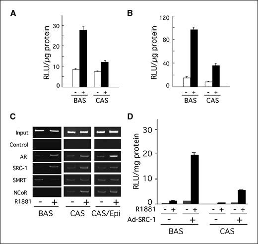 Figure 6. Altered AR and coregulator function in prostate cancer stroma. A, reduced AR-mediated transactivation in stromal prostate cancer cells prostate stromal cells isolated from benign (BAS) and malignant (CAS) prostate tissue were grown and infected with 10−10 adenoviral particles per mL of Ad-MMTV-Luc reporter expression vector in the absence (white columns) or presence (black columns) of 5 nmol/L R1881. The relative luciferase activity was determined. Columns, average of three independent experiments; bars, ± SE. B, altered exogenous AR-mediated transcriptional activity in stromal prostate cancer. Prostate stromal cells isolated from benign (BAS) and malignant (CAS) prostate tissue were coinfected with 10−10 adenoviral particles per mL of AD-his-AR and Ad-MMTV-Luc reporter expression vector in the absence (white columns) or presence (black columns) of 5 nmol/L R1881, and the relative luciferase activity determined as in (A). C, recruitment of coregulators to target genes prostate stromal cells isolated from benign (BAS) and malignant (CAS) prostate tissue, either alone or in the presence of epithelial cells (CAS/Epi), were coinfected with Ad-his-AR, Ad-his-SRC-1, and Ad-MTV-Luciferase reporter and a chromatin immunoprecipitation assay done in the absence (−) and presence (+) of 5 nmol/L R1881. The protein-DNA complexes were immune isolated antibodies against AR, SCR-1, NcoR, and SMRT. An aliquot of the chromatin complexes before immune isolation was used as input (Input). Nonspecific binding was assessed using rabbit anti-mouse IgG as a control (Control). D, reduced SRC-1 coactivation function in malignant prostatic cells. Stromal cells from either benign (BAS) or malignant (CAS) prostate tissue were grown and coinfected with Ad-his-AR and Ad-MMTV-Luc reporter. The AR-mediated reporter activity in the absence (−) or presence (+) of Ad-SRC-1 was determined in androgen presence (black columns) and absence (white columns) of 5 nmol/L R1881.