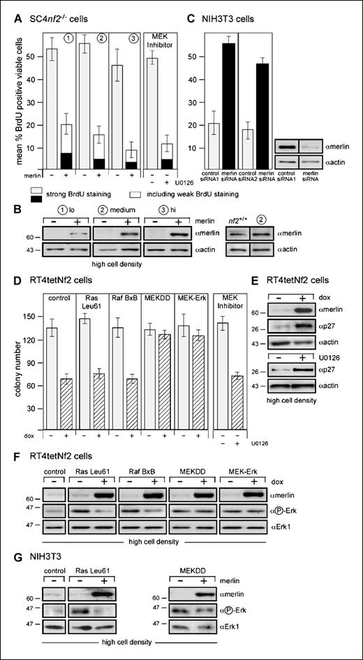 Figure 1. Down-regulation in NIH3T3 cells and reconstitution in nf2−/− cells of the tumor-suppressor function of merlin. A and B, physiologic levels of merlin inhibit proliferation. SC4-immortalized nf2−/− Schwann cells were stably transfected with a merlin expression construct. B, three independent clones were compared for merlin expression by immunoblotting (1, low; 2, medium; 3, high). The abundance of merlin in clone 2 resembled that of normal Schwann cells (nf2+/+). A, three independent clones compared with the parental nf2−/− cells were plated at high cell density, labeled with BrdUrd (20 μmol/L, 30 min), and stained for incorporation using a biotinylated BrdUrd antibody (oncogene). For comparison, the effect of the MEK activation inhibitor UO126 (10 μmol/L) was included. C, down-regulation of merlin by RNAi in NIH3T3 cells caused an increase in proliferation. NIH3T3 cells were treated with siRNA against merlin for 36 h, replated at high cell density, labeled with BrdUrd (20 μmol/L, 2 h), and stained for incorporation using a biotinylated BrdUrd antibody (oncogene). Lysates were immunoblotted with antibodies as indicated. Two independent experiments, each with control siRNAs: unrelated siRNA complementary to luciferase and scrambled merlin siRNA. D, interference of merlin with oncogenic Ras, Raf but not MEK-dependent agar colony growth. RT4tetNf2 cells were stably transfected with cytomegalovirus promoter-driven constructs encoding oncogenic Ras, Raf or MEK, and were grown in soft agar [without (−) and with (+) doxycycline (dox); ref. 8]. For comparison, the effect of the MEK activation inhibitor UO126 (10 μmol/L) was included. E, increased levels of p27 upon inhibition of the Ras-MEK pathway by either merlin or a MEK activation inhibitor. RT4tetNf2 cells were plated at high density and treated with either doxycycline or 10 μmol/L MEK inhibitor (U0126) for 8 h. Lysates were immunoblotted (8) as indicated. F and G, interference of merlin with oncogenic Ras, Raf but not MEK-dependent ERK phosphorylation. C, RT4tetNf2 cells were transiently cotransfected in a 5:1 ratio with constructs encoding oncogenic Ras, Raf or MEK and a HA-tagged ERK1. Cells were densely plated, treated with doxycycline, and serum starved overnight before lysis. HA-tagged ERK was immunoprecipitated; proteins were resolved by 8% SDS-PAGE and immunoblotted as indicated. D, NIH3T3 cells were cotransfected in a 5:5:1 ratio with constructs encoding merlin, oncogenic Ras or MEK, and with HA-tagged ERK1. Cells were densely plated and serum starved overnight before lysis, and HA-tagged ERK was immunoprecipitated. Immunoblots were as indicated.