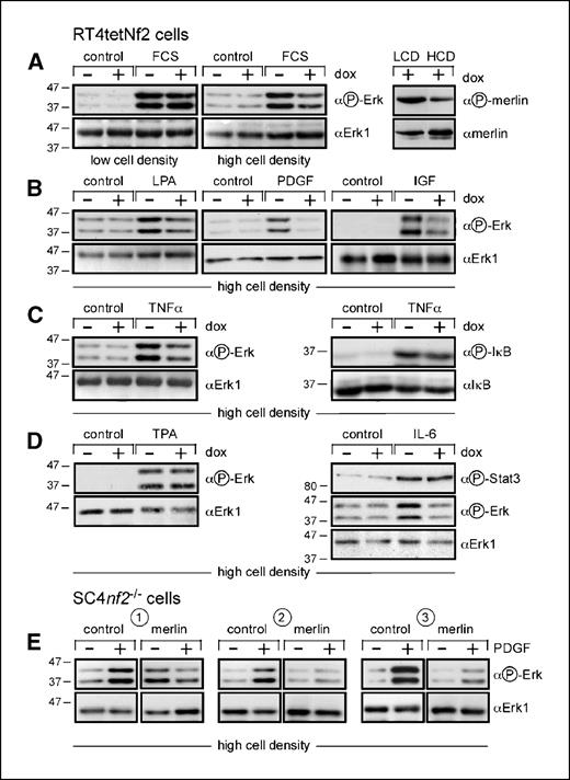 Figure 2. Specific interference of merlin with RTK-dependent signal transduction. A, active merlin inhibits serum-induced ERK phosphorylation. RT4tetNf2 cells were plated at low density (LCD) or high density (HCD), treated with doxycycline, and serum starved overnight before treatment with FCS (4% for 5 min). Immunoblots were as indicated. B, active merlin inhibits several receptor-dependent pathways. RT4tetNf2 cells were plated at high density, treated with doxycycline, and serum starved overnight before treatment with PDGF (10 ng/mL, 5 min), IGF (10 ng/mL, 5 min), or LPA (20 μmol/L, 3 min). Immunoblots as in Fig. 1D. C, specificity of merlin action. RT4tetNf2 cells were plated at high density, treated with doxycycline, and serum starved overnight before treatment with TNF-α (10 ng/mL, 5 min) or IL-6 (1 ng/mL, 5 min). Lysates were immunoblotted as indicated. D, merlin resistance by bypassing Ras with phorbol ester. RT4tetNf2 cells were plated at high density, treated with doxycycline, and serum starved overnight before treatment with TPA (100 ng/mL 5 min). Immunoblots as in Fig. 1D. E, physiologic levels of merlin inhibit PDGF-dependent ERK phosphorylation. SC4 nf2−/− cells and the merlin expression clones described in Fig. 1C were plated at high cell density, serum starved overnight before treatment with PDGF as in (B), and immunoblots were done as in Fig. 1D.