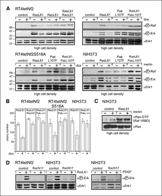 Figure 4. Interference with Ras and Rac activation is the only, or is the predominant, mechanism of merlin action. A, dominant-active Rac or dominant-active PAK prevents merlin inhibition of ERK phosphorylation triggered by dominant-active Ras. RT4 cells carrying inducible wild-type merlin (RT4tetNf2) or constitutively active mutant S518A (RT4tetNf2S518A), or NIH3T3 cells, were stably cotransfected with constructs encoding oncogenic Ras, Rac, and with a hygromycin resistance construct. Hygromycin-resistant cells were selected for 24 h. Cells were densely plated, treated with doxycycline, and serum starved overnight before lysis. Immunoblots are as indicated. B, dominant-active Rac or dominant-active PAK prevents merlin inhibition of dominant-active Ras–induced agar colony growth. Cells treated as in (A) were grown in soft agar (− and + doxycycline) for RT4tetNf2 and RT4tetNf2S518A (8). For NIH3T3 cells treated as in (A), 1.5 × 104 were grown in soft agar. C, GTP loading of dominant-active Ras is not inhibited by merlin. NIH3T3 cells were cotransfected with RasL61 and merlin (or vector control) and were plated at a high density. After 24 h, Ras-GTP was determined as in (A and B). D, the requirement for Rac in Ras signaling. Dominant-negative Rac blocks Ras or PDGF-dependent ERK activation. RacN17 (or vector control) were stably cotransfected with RasL61 (or vector control) as in (A) into RT4 or NIH3T3 cells. Twenty-four hours later, the phosphorylation of ERK was determined. Right, PDGF-induced ERK phosphorylation was determined in RacN17-transfected NIH3T3.
