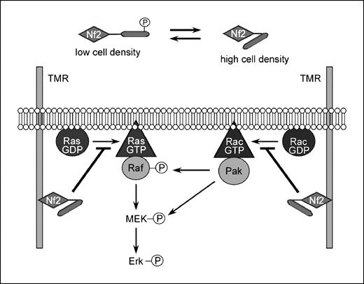 Figure 5. Proposed scheme of merlin action. Merlin (NF2) is activated by dephosphorylation. It needs to be bound to a plasma membrane protein (e.g., TMR, transmembrane receptor). Merlin blocks the activation of Ras and Rac. In the absence of Rac activation, Raf and MEK are not phosphorylated by PAK, which is an essential step in Ras-dependent signal transduction. Therefore, merlin also inhibits signaling from constitutively active Ras.