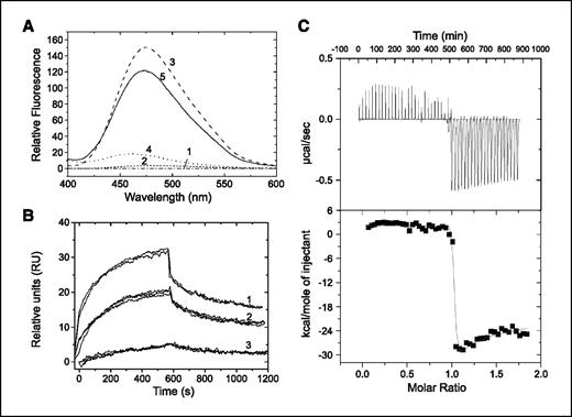 Figure 2. Interaction between SNCG and the ANK peptide monitored by the ANS fluorescence, SPR, and ITC. A, fluorescence emission spectra of SNCG and the ANK peptide in presence of 0.02 mg/mL ANS; 30 μmol/L SNCG and 240 μmol/L ANK were used. All samples were in 10 mmol/L sodium phosphate buffer (pH 7), and an averaged scan of buffer was used to correct all spectra. Scan 1, only buffer; scan 2, only ANS; scan 3, only ANK; scan 4, only protein; scan 5, ANS fluorescence in the presence of protein and the ANK peptide. Scan 5 indirectly represents the association of SNCG and the ANK peptide. B, representative sensorgrams. Replicates of the interaction between peptide and GST-SNCG at concentrations of 4.413 μmol/L (1), 2.648 μmol/L (2), and 0.662 μmol/L (3). C, ITC analysis of the binding of ANK peptide to the GST-SNCG in vitro. The protein solution for ITC was dialyzed extensively against 10 mmol/L phosphate buffer (pH 7). The peptide solution was prepared by diluting with the buffer used for the protein dialysis. Injections (6 μL × 50) of peptide (400 μmol/L) were done by means of a rotating stirrer-syringe to the reaction cell, containing 1.43 mL of the 50 μmol/L protein solution. The heat of dilution was determined to be negligible in separate titrations of the ligand into the buffer solution. Top, raw heat change elicited by successive injections of peptide into a solution of GST-SNCG; bottom, normalized integration data (kcal/mol of peptide as a function of the molar ratio of peptide to the GST-SNCG and the fitting to the sequential binding site model). Calorimetric data analysis was carried out with ORIGIN 5.0 software (MicroCal). IP, immunoprecipitation.