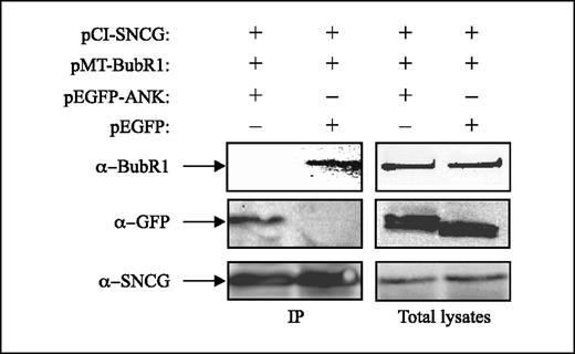 Figure 4. Disruption of BubR1-SNCG association in the presence of the ANK peptide. Western blot shows coimmunoprecipitation of SNCG and BubR1 in the presence and absence of EGFP-ANK. COS7 cells were transfected with pCS2-BubR1, pCI-SNCG, pEGFP-ANK, or the control vector pEGFP at equal molar ratios. Coimmunoprecipitation was conducted using anti-SNCG antibody as described in Materials and Methods. Left, presence of myc-BubR1 in immunoprecipitate complex in absence of the ANK peptide but not in the presence of the ANK peptide. Right, similar expression levels of BubR1, the ANK peptide, and SNCG proteins on Western blots using total cell lysates.