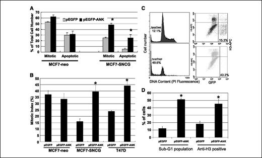 Figure 6. Expression of EGFP-ANK disrupts the SNCG-mediated inhibition of mitotic checkpoint function as measured by microscopy and flow cytometry. Expression of EGFP-ANK disrupting the SNCG-mediated inhibition of mitotic checkpoint function, using (A) DAPI and (B) anti–phosphorylated H3 staining. A and B, cells treated with 0.5 μmol/L taxol for 18 h, or untreated control cells were fixed with 4% paraformaldehyde for 20 min at room temperature and then stained with 1 μg/mL DAPI or 2 μg/mL anti–phosphorylated H3 primary and Texas Red goat antirabbit secondary antibodies (Invitrogen, Carlsbad, CA). Green fluorescent cells were identified for positive transfected cells. For each sample, 200 to 300 cells randomly chosen from five different views under a Nikon fluorescent microscope were scored for interphase, mitosis, or apoptosis based upon nuclei morphology. Derived from three separate transfections (P < 0.01). C, flow cytometry was done to measure apoptotic and mitotically arrested cells after treatment with taxol in the presence and absence of ANK. MCF7-SNCG cells transfected with pEGFP-ANK were treated with 0.5 μmol/L taxol for 18 h. Left, cell cycle analysis of ANK-positive and ANK-negative cells to measure apoptosis only. Propidium iodide staining clearly shows higher cell killing in presence of the ANK peptide (top left). Right, representative scattergram for mitotic arrest measurement using anti–phosphorylated H3 primary antibody and allophycocyanin (APC) goat antirabbit secondary antibody staining for ANK-positive and ANK-negative cells. D, statistics of the apoptotic cells and mitotic arrest cells. The two columns on the left represent propidium iodide staining, and the remaining two columns on the right show anti–phosphorylated H3 staining. Representative of three separate experiments (P < 0.01).
