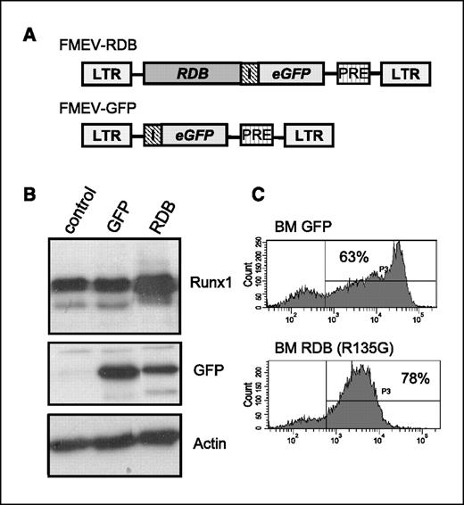 Figure 1. Retroviral transduction of RDB mutants into murine bone marrow cells. A, schematic representation of FMEV retroviral vectors. Transcription is driven by the long terminal repeat (LTR) from the Friend spleen focus-forming virus. An internal ribosomal entry site facilitates translation of the eGFP gene. The posttranscriptional regulatory element (PRE) increases transcription and translation efficiencies. B, Western blot analysis of protein isolated from bone marrow cells from a normal B6 mouse (control) or a mouse transplanted with bone marrow infected with either FMEV-GFP (GFP) or FMEV-RDB (RDB). The same blot was used to determine Runx1, GFP, or actin protein levels using appropriate antibodies. C, FACS analysis to determine the percentage of GFPpos cells and mean GFP fluorescent levels of transduced and transplanted bone marrow (BM) cells. The cells used for this analysis correspond to the same bone marrow cells used for the Western blot analysis.