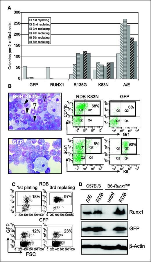 Figure 4. A replating assay reveals a striking effect of RDB expression on early myeloid progenitors. Bone marrow cells were infected with virus expressing the indicated protein and analyzed by replating in methylcellulose. A, unlike control cultures infected with either FMEV-GFP or FMEV-Runx1, cultures infected with FEMV-RDB or FMEV-AML1-ETO (A/E) showed replating capacity for over nine replatings (only six replatings are shown). Similar results were obtained in four independent experiments. B, morphology and FACS analysis of cells obtained from replating assays. Cytospins stained by the Pappenheim method show the accumulation of blast-like cells (closed arrowheads) but also cells with a dysplastic morphology (open arrowheads) in RDB cultures (second replating). In contrast, GFP control cultures showed predominantly mast cells and macrophages (second replating). FACS analysis confirmed the maintenance of clonogenic cells that cause myeloid progenitors and precursors (CD11b/Gr1) in RDB cultures (GFPpos) but not in GFP control cultures (GFPpos), which primarily cause mast cell colonies or show residual macrophages (results from first replating are shown). C, replating experiments resulted in the selection of RDB-transduced cells as shown by analysis of GFP expression after the first plating and third replating. Strikingly, there is no selection for exceptionally high levels of RDB expression as determined by the surrogate GFP marker. D, Western blot analysis confirms that RDB expression levels in replating assays are similar to endogenous Runx1 levels in early progenitors as observed in a parallel culture expressing AML1/ETO. In contrast, Runx1 was not detectable in uninfected cultures subjected to replating, which were composed entirely of mast cells at the time of harvesting. Cells were harvested from parallel cultures in the indicated mouse strain after the third replating.