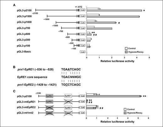 Figure 2. Analysis of hypoxia/reoxygenation–responsive prx1 promoter activities. A, A549 cells were transfected with a series of prx1 promoter reporter vectors. The pRLTK vector containing the Renilla luciferase gene was cotransfected to normalize the transfection efficiency. Twenty-four hours after transfection, cells were exposed to hypoxia for 4 h, followed by reoxygenation for 6 h. The data are presented as the ratio of the normalized luciferase activities. The numbers on the promoter vectors represent the positions starting from the transcription initiation site of the human prx1 gene (+1). *, P < 0.05; **, P < 0.01, compared with control pGL3-2100 value. #, P < 0.05; ##, P < 0.01, compared with pGL3-2100 reporter activity after hypoxia/reoxygenation. B, EpRE1 and EpRE2 sequences present in the human prx1 promoter were compared with the conventional EpRE core sequences. The nucleotide sequence of EpRE1 or EpRE2 that differs from the core sequence is underlined. C, the pGL3-mtEpRE1, pGL3-mtEpRE2, and the double mutant, pGL3-mt1mt2, were transfected into A549 cells together with the pRLTK normalizing vector. Relative luciferase activities were analyzed as described in A. **, P < 0.01, compared with control pGL3-2100 value. ##, P < 0.01, compared with pGL3-2100 reporter activity after hypoxia/reoxygenation.
