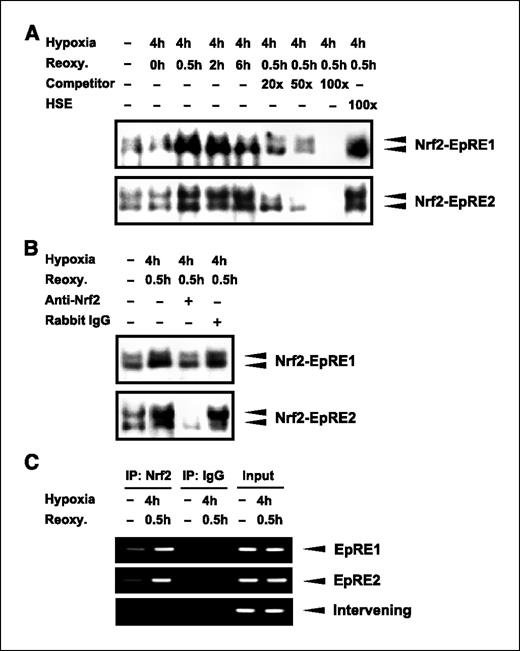 Figure 3. Binding of Nrf2 to EpRE1 and EpRE2 in response to hypoxia/reoxygenation. A, nuclear extracts were prepared from A549 cells immediately after 4 h of hypoxia (0 h) or 0.5, 2, or 6 h during reoxygenation. The electrophoretic mobility shift assay was done using radiolabeled EpRE1- or EpRE2-containing oligonucleotides. Unlabeled EpRE1 or EpRE2 was used as a specific competitor. Unlabeled heat shock responsive element (HSE) was used as a nonspecific competitor. Representative results from three independent experiments. B, nuclear extracts from cells treated with 4 h hypoxia/0.5 h reoxygenation were incubated with an anti-Nrf2 antibody. The specificity of Nrf2 binding to EpRE1 or EpRE2 was confirmed by using an antirabbit immunoglobulin G as a negative control. Representative results from three independent experiments. C, A549 cells treated with 4 h hypoxia/0.5 h reoxygenation were processed for ChIP assays using the primer pairs described in Materials and Methods. Input shows results obtained from DNA that was PCR amplified from chromatin extracts before immunoprecipitation. Rabbit immunoglobulin G lanes show PCR results obtained after immunoprecipitation with rabbit immunoglobulin G. Gels are representative of three independent experiments.