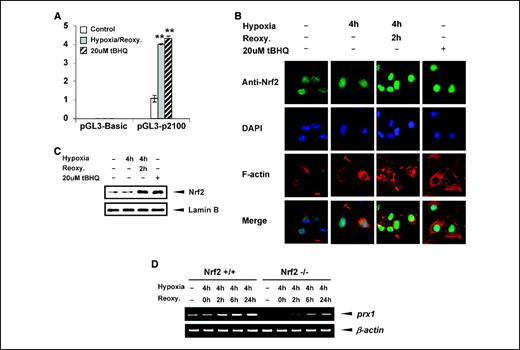 Figure 4. Stabilization of Nrf2 in the nucleus by hypoxia/reoxygenation. A, pGL3-p2100 was transfected into A549 cells together with pRLTK. Twenty-four hours after transfection, cells were treated with 4 h hypoxia/6 h reoxygenation or 20 μM tBHQ for 3 h. Luciferase activities were analyzed in cell extracts. **, P < 0.01, compared with control pGL3-2100 value. B, A549 cells were treated with 4 h hypoxia/2 h reoxygenation or 20 μM tBHQ for 3 h. Immunocytochemistry was done using an anti-Nrf2 antibody and FITC-conjugated secondary antibody. The location of the nuclei was visualized using 4′,6-diamidino-2-phenylindole (blue) counterstaining. Filamentous actin was stained with rhodamine-conjugated phalloidin for cytoplasmic counterstaining. The 4′,6-diamidino-2-phenylindole and filamentous actin images of the same field are shown separately or merged with the Nrf2 immunofluorescence images. C, equal amounts of nuclear protein (10 μg) from cells treated as described in B were subjected to Western blot analysis using an anti-Nrf2 antibody. Analysis of lamin B expression was done as a loading control for nuclear fraction. Representative results from three independent experiments are shown. D, Nrf2 +/+ and Nrf2 −/− MEF cells were exposed to 4 h of hypoxia, followed by 0, 2, 6, or 24 h of reoxygenation. Total RNA was isolated, and reverse transcription-PCR analysis was done by using primer pairs specific for the mouse prx1 gene. β-actin gene was analyzed as a control. Representative results from three independent experiments are shown.