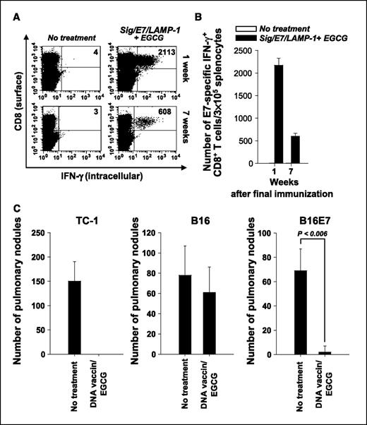 Figure 5. Combined DNA vaccination and oral EGCG treatment generated a significant long-term immune response and antitumor protection in cured mice. C57BL/6 mice (five per group) were vaccinated and received a booster with the Sig/E7/LAMP-1 DNA vaccine and subsequently challenged with TC-1 tumor cells 3 d after initial vaccination. Mice were treated with EGCG provided in the drinking water at a dose of 0.5 mg/mL at the time of tumor challenge and continued for 11 d. Intracellular cytokine staining followed by flow cytometric analysis was done at week 1 and week 7 after the last vaccination to characterize the levels of E7-specific CD8+ T cells generated in treated mice. A, representative set of the flow cytometric analysis data. One representative experiment of three experiments done. B, columns, mean number of E7-specific IFN-γ–secreting CD8+ T-cell precursors per 3 × 105 in splenocytes; bars, SD. C, long-term in vivo tumor protection experiments using TC-1, B-16 or B-16E7 tumor cells. To determine the long-term tumor protection ability of our vaccination strategy, we re-challenged the tumor-free mice with 5 × 104 tumor cells per mouse of TC-1, B16 or B16E7 7 wks after the last immunization.