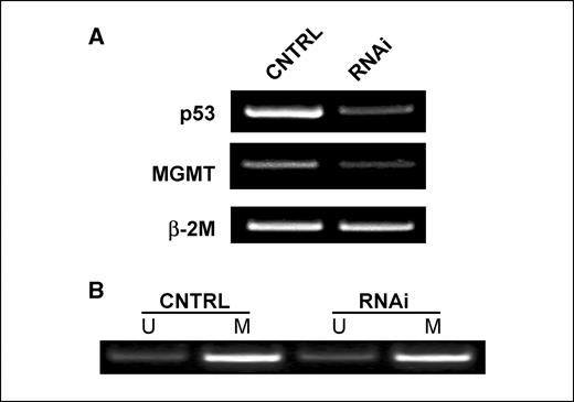 Figure 5. A, RNAi knockdown of p53 in SF767 human astrocytic glioma cells. Cells were treated with RNAi specific for p53 and RT-PCR was done to examine MGMT gene expression. Cells in which p53 expression was inhibited (RNAi) expressed lower levels of MGMT than cells treated with a control duplex (CNTRL). B, MGMT promoter methylation analysis of SF767 cells. After p53 knockdown, bisulfite modification and methylation-specific PCR were done. The methylation status of the MGMT promoter in SF767 cells was unaffected by knockdown of p53. Unmethylated MGMT promoter (U), methylated MGMT promoter (M).