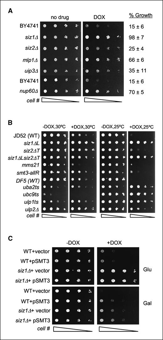 Figure 1. A, doxorubicin (DOX) resistance of individual deletion strains. Five-fold serial dilutions of exponentially growing WT (BY4741) and deletion mutant strains were spotted onto YPD plates with or without various concentrations of doxorubicin. Plates were photographed after 2 to 3 d of incubation at 30°C. Representative pictures from plates containing 42.5 μmol/L doxorubicin. Percentage growth of strains is determined by densitometric measurement of the spots on the second column and is expressed relative to untreated cells. B, doxorubicin sensitivity of mutants in the SUMO pathway. JD52 is the parental strain of siz1ΔL, siz2ΔT, siz1Δ, siz2Δ, mms21, smt3-allR, uba2ts, and ulp2Δ strains; DF5 is the parental strain of ubc9ts and ulp1ts strains. Five-fold serial dilutions of yeast cells were spotted on plates with or without doxorubicin (25 μmol/L) and incubated at 30°C (semipermissive temperature for the temperature-sensitive strains) or 25°C for 2 or 5 d, respectively. C, overexpression of Smt3 confers resistance to doxorubicin. WT (BY4741) and siz1Δ strains expressing the Smt3 protein under the control of the Gal10 promoter or the empty vector were diluted serially and spotted on plates with glucose (Glu) or galactose (Gal) and supplemented with or without 42.5 μmol/L doxorubicin.