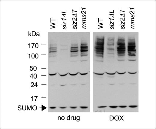 Figure 2. SUMO conjugates induced by doxorubicin in yeast cells. Equal amounts of log-phase WT (JD52), siz1ΔL, siz2ΔT, and mms21 mutants were treated with or without doxorubicin (65 μmol/L) for 5 h. Following cell lysis with NaOH/trichloroacetic acid, SUMO conjugates were resolved through a 4% to 20% SDS-polyacrylamide gel, blotted onto a membrane, and probed with a polyclonal anti-Smt3 antibody. Molecular weight markers are indicated.