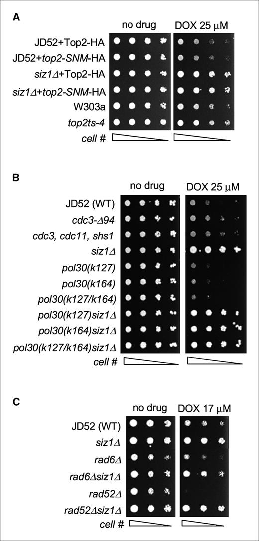 Figure 3. A, effect of mutation of SUMO attachment sites in Top2 on doxorubicin resistance in yeast. JD52 (WT) and siz1Δ cells carrying HA-tagged WT Top2 or Top2 with a mutation of its sumoylation sites on the chromosome were 5-fold serially diluted and spotted on plates with or without doxorubicin. A temperature-sensitive mutant of Top2, top2ts-4 strain, and its corresponding WT W303a were included for comparison. B, effect of mutation of sumoylation sites in septins and PCNA on doxorubicin cytotoxicity. Strains tested were JD52 (WT), septin mutants cdc3-Δ94, containing a deletion of the 94 NH2-terminal residues of Cdc3, and a mutant lacking all major SUMO attachment sites in Cdc3, Cdc11, and Shs1, PCNA mutants pol30 (K127R), pol30 (K164R), and pol30 (K127/K164R) harboring mutations at lysine residue K127, K164, or both, respectively, and siz1Δ in combination with PCNA mutants. Five-fold serial dilutions of log-phase cultures were spotted onto plates with or without doxorubicin (25 μmol/L). Pictures were taken after incubation for 4 d at 25°C. C, suppression of doxorubicin sensitivity in rad6Δ and rad52Δ by siz1 mutation. Five-fold serial dilutions of log-phase cultures were spotted onto plates with or without doxorubicin (17 μmol/L). Pictures were taken after incubation for 4 d at 25°C.