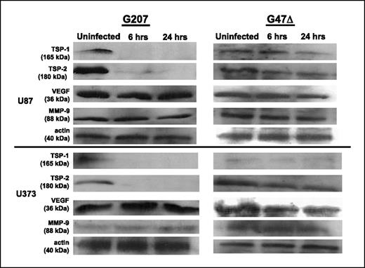 Figure 3. Assessing the effect of oncolytic HSV infection on protein levels of TSP-1, TSP-2, VEGF, and MMP-9. Western blots revealed protein expression of TSP-1, TSP-2, VEGF, and MMP-9 (with actin as a control) 6 and 24 h after infecting cultured U87 (top five rows) and U373 (bottom five rows) cells with G207 (left) and G47Δ (right) at MOI of 3. Expression of both TSP-1 and TSP-2 was reduced after G207 infection of both cell lines to undetectable levels, whereas VEGF and MMP-9 levels were unchanged in either cell line with either virus. G47Δ caused only a slight reduction of TSP-1 levels at the 24-h time point in U87 but otherwise did not affect the levels of the assessed factors in either cell line.
