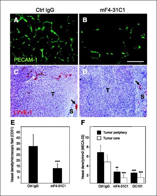 Figure 4. Decreased blood vessel density in anti-VEGFR-3–treated tumors. At the end of the treatment, the tumors were excised and prepared for histologic analysis. Blood vessels were stained with an anti-PECAM-1 antibody (A and B, green). Anti-VEGFR-3–treated tumors (B) showed a decreased density of PECAM-1–positive vessels when compared with control antibody–treated tumors (A). Staining with anti-LYVE-1 antibodies revealed that the mF4-31C1-treated tumors lacked intratumoral and peritumoral lymphatic vessels (D) whereas control antibody–treated tumors contained LYVE-1-positive vessels (C, white arrow). C and D, black arrows, normal lymphatic vessels in the skin overlying the tumor. E, quantification of PECAM-1–positive vessels in the treated NCI-H460-LNM35 tumor xenografts. F, quantification of MECA-32-positive vessels in the periphery and core of the treated SK-RC-29 tumor xenografts. Vessels were counted from three representative sections of each tumor (five per group). DC101, antimouse VEGFR-2 antibody. Bars, SD. T, tumor; S, skin. Magnification, ×200 (A and B); ×100 (C and D). Whole-mount staining of 100-μm sections (A and B) or staining of 7-μm sections on glass slides (C and D). **, P < 0.01; ***, P < 0.001. Bar, 50 μm.