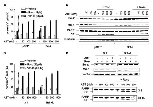 Figure 4. Overexpression of Bcl-2 or Bcl-xL fails to protect cells from roscovitine/ABT-737–mediated lethality. A and B, U937/Bcl-2 (A) and U937/Bcl-xL (B), as well as their empty-vector controls (U937/pCEP and U937/pcDNA3.1), were treated (24 h) with 150 to 500 nmol/L ABT-737 ± 12 μmol/L roscovitine or 25 μmol/L VP-16 (6 h) for comparison, after which the percentage of Annexin V+ cells was assessed by flow cytometry. **, P < 0.001, significantly less than values for empty vector controls. C, U937/Bcl-2 and U937/pCEP cells were treated as described in (A), after which cells were lysed and subjected to immunoblot for expression of Bcl-2 and Mcl-1 as well as PARP cleavage. D, U937/Bcl-xL and U937/pcDNA3.1 cells were exposed for 24 h to ABT-737 (top, 300 nmol/L; bottom, 150–500 nmol/L) ± 12 μmol/L roscovitine, after which immunoblot analysis was done to monitor protein levels of Bcl-xL and Mcl-1 as well as PARP cleavage. B and D, representative for three separate experiments.