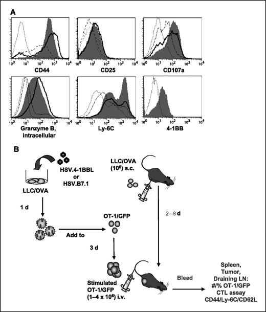 Figure 2. Phenotype of OT-1/GFP cells before adoptive transfer and experimental outline. A, CD8+ OT-1/GFP T cells were added to mitomycin C–treated LLC/OVA tumor cells. Three days later, OT-1/GFP T cells were stained for surface activation markers and analyzed by flow cytometry. Filled histogram, OT-1/GFP + HSV.4-1BBL–transduced LLC/OVA; bold solid line, OT-1/GFP + HSV.B7.1-transduced LLC/OVA; dashed line, OT-1/GFP + HSV.LacZ–transduced LLC/OVA; dotted line, naive OT-1/GFP. Data are representative of three separate experiments. B, LLC/OVA tumor cells were transduced with HSV.4-1BBL or HSV.B7.1 at an MOI of 1 and cultured for 1 d. Tumor cells were then washed and treated with mitomycin C. CD8+ OT-1/GFP cells were purified from spleen and cocultured with transduced tumor for 3 d. Stimulated OT-1/GFP cells were separated from tumor cells using anti-CD8 antibody-magnetic beads. OT-1/GFP cells were given i.v. into C57BL/6 mice bearing LLC/OVA tumor. LLC/OVA tumor was palpable following 2 to 4 d of s.c. injection. Peripheral blood, spleen, TDLN, and the tumor bed were examined for the presence of OT-1/GFP cells. Spleen was analyzed for cytolytic activity, and the phenotype of OT-1/GFP cells was characterized in the spleen, TDLN, and tumor bed.