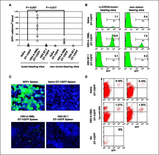 Figure 3. Presence of OT-1/GFP cells in the peripheral blood, spleen, and tumor bed following adoptive transfer of expanded OT-1/GFP cells. A, blood was collected 6 d post-transfer of OT-1/GFP cells. Percentage of OT-1/GFP cells in blood was assessed using flow cytometry and used to calculate cell number from the volume of blood collected. n = 5, 6, and 6 for the tumor-bearing group. n = 3 for each of the non–tumor-bearing groups. Horizontal bar, average ± SD. P values are statistical results from a Student's t test. B, splenocytes from mice were collected on day 17 post–OT-1/GFP adoptive transfer. They were stained with anti–CD8-Cy-Chrome and analyzed by flow cytometry. Numbers, percentage of GFP+ cells in the CD8+ gate. C, frozen spleen harvested 32 d following adoptive transfer of OT-1/GFP cells were sectioned, fixed by formaldehyde vapor, and counterstained with Hoechst 33342 to show nuclei. GFP+ areas indicate infiltration by adoptively transferred CD8+ OT-1/GFP cells. Magnification, Zeiss Plan-Neofluar 20×/0.5 numerical aperture objective lens. Top left, GFP+ spleen (positive control); top right, transfer of naive OT-1/GFP cells; bottom left, transfer of HSV.4-1BBL–expanded OT-1/GFP cells; bottom right, transfer of HSV.B7.1-expanded OT-1/GFP cells. Data represents at least two separate experiments. D, tumors from mice were collected on day 6 post–OT-1/GFP adoptive transfer. They were stained with anti–CD8-Cy-Chrome and analyzed by flow cytometry.