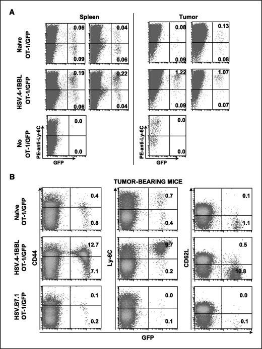Figure 6. CD44, Ly-6C, and CD62L expression of OT-1/GFP in splenocytes and tumor. Splenocytes from mice were collected on day 6 (A) or day 17 (B) following OT-1/GFP adoptive transfer. Tumor was also analyzed on day 6 (A). Cells were stained with anti–CD8-Cy-Chrome and biotinylated anti-Ly-6C followed by streptavidin-PE (A and B), anti-CD44-PE (B), or anti-CD62L-PE (B) and analyzed by flow cytometry. Numbers indicate percentages in the lymphocyte gate in A and the CD8+ gate in B. Data represent one of three experiments with similar results.