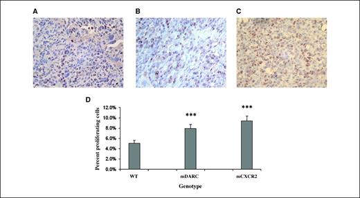 Figure 3. Evaluation of the proliferative index of tumor cells growing on transgenic and WT mice. Paraformaldehyde-fixed, paraffin-embedded tissue sections were immunostained for PCNA. A, PCNA immunostaining of tumor sections from WT mice. B, PCNA immunostaining of tumor sections from PPEP-mDARC transgenic mice is significantly higher from that of the tumor sections from WT mice. C, PCNA immunostaining of tumor sections from PPEP-mCXCR2 transgenic mice showed a highly significant increase in the number of proliferating cells over that seen in the WT mice. D, graph representation of proliferating cells of all tumors included in both experiments using the quantification method described in Materials and Methods. The Student's t test was used to evaluate the statistical significance of variance between the groups of mice. ***, P < 0.0005. Magnification, ×40.
