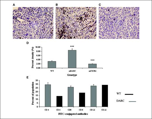 Figure 4. Evaluation of lymphocytic infiltration into the melanoma tumors. Tumor sections were stained with a pan-lymphocyte stain (CD3/45) for total lymphocytes. A, mela-MIP-2+ tumors from WT mice were used as the control group. B, Mela-MIP-2+ tumors from PPEP-mDARC transgenic mice show a significant increase in lymphocyte cell density over that observed in the WT mice. C, Mela-MIP-2+ tumors from PPEP-mCXCR2–overexpressing mice show a marked decrease in lymphocyte cell density over that seen in the WT mice. Images are representative of a minimum of 10 fields per tumor for each tumor from each experiment. D, graphic representation of the mean lymphocyte density of all tumors from all genotypes in both experiments. The Student's t test was used to evaluate the statistical significance of the mean lymphocyte density. ***, P < 0.005. Magnification, ×40. E, quantitation of FACS analysis of leukocytes in tumors from mDARC transgenic mice and WT littermates. The mean of the three mDARC tumor populations was compared with the WT tumor population. Results indicate that although the B-cell population is essentially the same between both tumor types, there is a marked increase in the number of T cells, both cytotoxic T cells and Th cells in the mDARC-overexpressing tumor compared with that observed in the WT tumor.