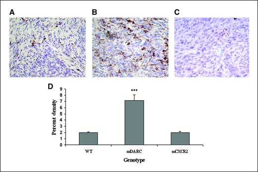 Figure 5. Sections of tumor were stained with F4/80 to determine the density of macrophages in tumors arising in the three genotypes. A, the WT group served as a control for the experiment. B, the Mela-MIP-2+ tumors from the PPEP-mDARC transgenic mice showed a highly significant increase in macrophage density over that seen in the WT mice. C, there was no significant difference in the number of macrophages in the PPEP-mCXCR2 transgenic mice bearing Mela-MIP-2+ tumors. Images are representative of 10 fields per tumor counted. D, a graph showing a summary of the macrophage density in all tumors in each genotype for both experiments. The Student's t test was used to determine significance. ***, P < 0.005. Magnification, ×40.