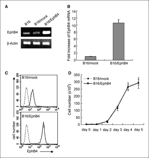 Figure 2. Effect of EphB4 overexpression in B16 cells on in vitro proliferation. B16 cells were transfected with mock (B16/mock) or EphB4 (B16/EphB4) expression vectors. A, RT-PCR analysis of EphB4 mRNA expression in B16, B16/mock, or B16/EphB4 cells. B, real-time PCR analysis of EphB4 mRNA in B16/mock or B16/EphB4 cells. C, FACS analysis of EphB4 protein expression by EphB4 mAb in B16/mock or B16/EphB4 cells. Dashed line, intensity of negative control. D, in vitro proliferation analysis.
