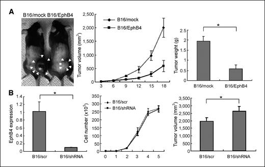 Figure 3. Tumor growth in inverse proportion to the expression levels of EphB4. A, left, gross appearance of tumors derived from B16/mock or B16/EphB4 cells on day 18 after tumor cell inoculation. Arrows, tumor area. Middle, tumor volume measured every 3 d after tumor cell inoculation. Right, tumor weight on day 18 after tumor cell inoculation. *, P < 0.05 (n = 5). B, left, real-time RT-PCR analysis of EphB4 mRNA expression in B16 cells transduced by an EphB4-specific shRNA (B16/shRNA) or a nonspecific insert (B16/scr). *, P < 0.05 (n = 3). Middle, in vitro proliferation analysis. Right, tumor volume was determined on day 18 after s.c. inoculation of B16/shRNA or B16/scr cells into C57BL/6 mice. *, P < 0.05 (n = 5).