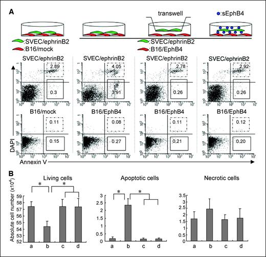 Figure 6. Effect of EphB4 overexpression in B16 cells on ephrinB2+ SVECs as a reverse signaling via ephrinB2. A, first and second columns, direct coculture of SVEC/ephrinB2 cells with B16/mock or B16/EphB4 cells, respectively. Third column, indirect coculture of SVEC/ephrinB2 cells with B16/EphB4 cells separated with a transmembrane having 0.4-μm pores. Fourth column, direct coculture of SVEC/ephrinB2 cells with B16/EphB4 cells in the presence of soluble EphB4 (sEphB4). Schematic presentation of coculturing is presented on the top. B16 tumor cells or SVECs were prelabeled with PKH26 red fluorescence or PKH67 green fluorescence, respectively. After 24 h of coculture, cells gated by PKH67 or PKH26 discrimination (Supplementary Fig. S2) were analyzed by staining with anti-Annexin V-Cy5 and DAPI by FACS. Numbers in each quadrant indicate the percentage of Annexin V+DAPI− apoptotic cells (solid squares) or Annexin V+DAPI+ dead cells (dashed squares) among the total cells. B, absolute number of living, apoptotic, or necrotic SVEC/ephrinB2 cells among the number of harvested whole cells in each culture condition as in A. a to d, culture conditions described in A: a, left; b, second; c, third; d, right. *, P < 0.05 (n = 3).
