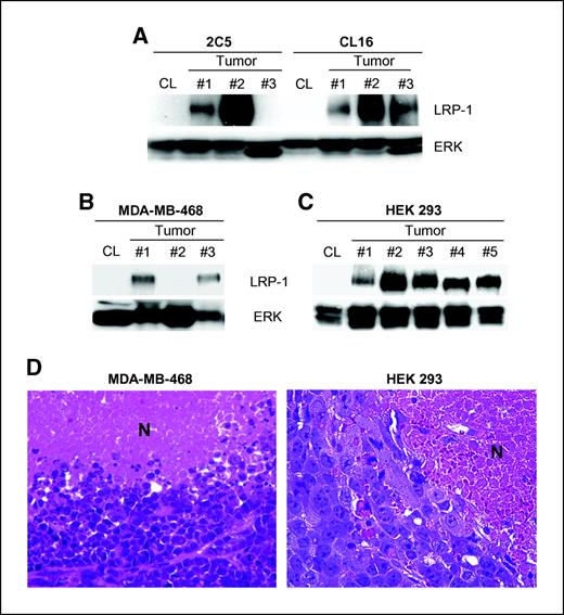 Figure 1. Immunoblot analysis of LRP-1 protein in extracts of cell lines cultured in vitro under normoxic conditions (CL) and xenografts developed in SCID mice. All blots were probed with antibody 8G1, which detects the human LRP-1 heavy chain but does not recognize murine LRP-1. A, extracts were prepared from nonmetastatic 2C5 cells and metastatic CL16 cancer cells. Each number (#1–#3) refers to a primary tumor resected from a separate mouse. B, extracts were prepared from MDA-MB-468 breast cancer cells in normoxic cell culture and from three separate xenografts. C, extracts are shown for HEK 293 cells that were maintained in culture or grown in five separate xenografts in different mice. In all cases, 100 μg of protein was subjected to SDS-PAGE before immunoblotting. Membranes were reprobed for total ERK/MAP kinase as a control for loading. D, H&E-stained paraffin sections of xenografts established with MDA-MB-468 cells (left) and HEK 293 cells (right) show boundaries between viable tumor and areas of necrosis (N). Large areas of necrosis were present in the xenografts, as anticipated. Magnification, ×400.