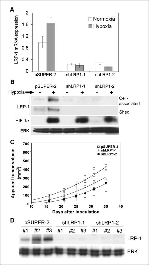 Figure 3. Stable silencing of LRP-1 in CL16 breast cancer cells. A, shLRP1-1 cells and shLRP1-2 cells, in which LRP-1 was silenced, and pSUPER-2 cells, which were single-cell cloned from a population transfected with empty vector, were cultured in 21% O2 (normoxia) or 1.0% O2 (hypoxia) for 24 h. LRP-1 mRNA was determined by qPCR. The mRNA levels are expressed relative to that present in pSUPER-2 cells, under normoxic culture conditions. Columns, mean (n = 5); bars, SE. B, the three cell lines were maintained under normoxic or hypoxic cell culture conditions, in serum-free medium, for 24 h. Cell extracts were prepared and subjected to immunoblot analysis for LRP-1 (cell-associated), HIF-1α, and ERK/MAP kinase, as a control for loading. The conditioned medium was also recovered and concentrated 200× before SDS-PAGE and immunoblot analysis for LRP-1 α-chain (Shed). C, xenografts established with shLRP1-1 cells (triangles), shLRP1-2 cells (circles), and pSUPER-2 cells (squares) were measured using calipers in the live mice. Tumor volume was estimated. Points, mean; bars, SE. D, xenografts were established in three separate mice (#1–#3) with each cell line and allowed to develop until 1.0 cm maximum in diameter. Extracts were then prepared and subjected to SDS-PAGE and immunoblot analysis for LRP-1 and ERK/MAP kinase, as a control for loading.